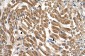 SLC17A5 antibody - N-terminal region